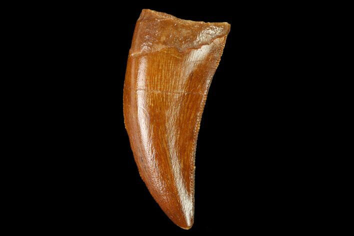 Serrated, Theropod Tooth - Real Dinosaur Tooth #159030